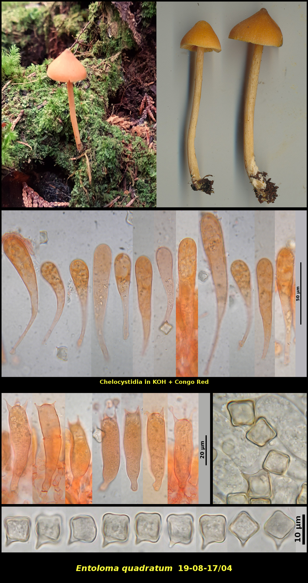 Picture of <i>Entoloma_quadratum</i>